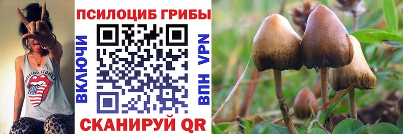 даркнет сайт  Кудрово  Псилоцибиновые грибы Magic Shrooms 