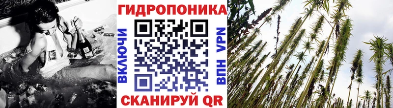 как найти наркотики  Кудрово  Шишки марихуана Ganja 
